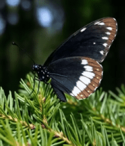 黑白色蝴蝶停驻松枝特写9722#横屏 