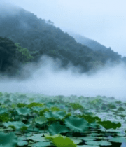 荷塘晨雾中的荷叶景观5952#横屏 