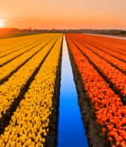 	 荷兰郁金香花田日落美景6594#横屏 