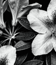 	 黑白花卉特写素材()8046#横屏 