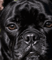 黑色法国斗牛犬特写8131#横屏 