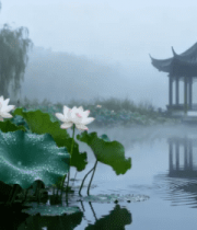 荷塘中式凉亭自然风光12866#横屏 