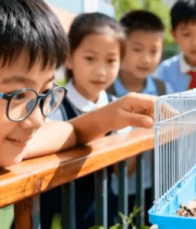 小学生校园围观仓鼠6760#横屏 