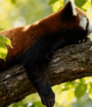 小熊猫趴树枝休憩4285#横屏 