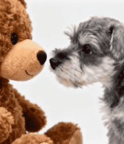 小狗与毛绒玩具熊对视3723#横屏 