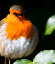 小鸟栖息绿叶枝头2837#横屏 