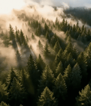 航拍森林阳光穿透云雾景象5000#横屏 