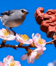 小鸟于古建筑旁花朵上觅食5766#横屏 