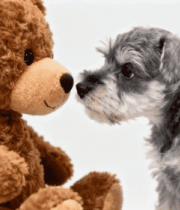 小狗与毛绒玩具熊对视3723#横屏 