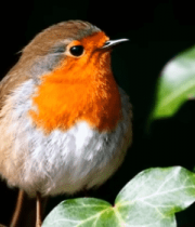 小鸟栖息绿叶枝头2837#横屏 