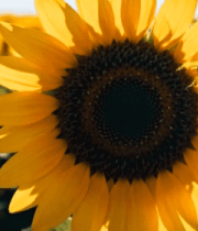 向日葵花海中蜜蜂飞舞素材6653#横屏 