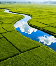航拍绿色稻田中的蜿蜒河流4223#横屏 