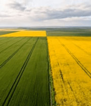 	 航拍黄绿相间的广阔农田8361#横屏 