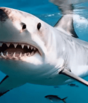 海洋中鲨鱼游动画面2350#横屏 
