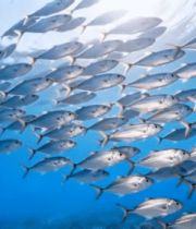 海洋中鱼群游动景象3086#横屏 