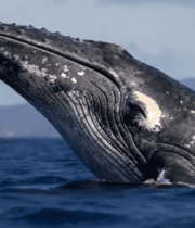 海洋中露出水面的鲸鱼7976#横屏 