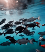 海洋中鱼群游动画面8157#横屏 