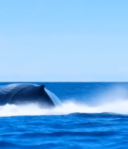 海洋中跃出水面的鲸鱼6767#横屏 