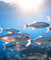 海洋中鱼群游动素材1076#横屏 