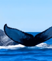 海洋中跃出水面的鲸鱼6767#横屏 