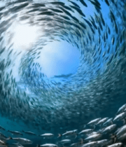 航拍金黄稻田与蜿蜒河流4057#横屏 