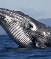 海洋中露出水面的鲸鱼(1)8035#横屏 