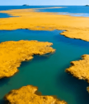 	 海洋中的黄色藻类景观587#横屏 