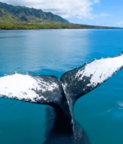 海洋中鲸鱼尾巴露出水面景象6869#横屏 