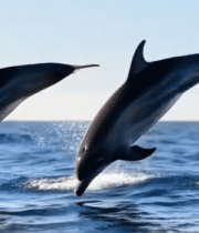 海豚跃出海面瞬间1361#横屏 