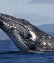 海洋中露出水面的鲸鱼(2)8237#横屏 