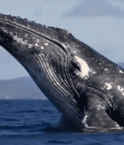 海洋中鲸鱼跃出水面瞬间8106#横屏 