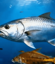 海洋大鱼特写画面13116#横屏 