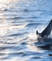 海豚跃出海面的自然场景14285#横屏 