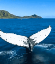 	 海洋中鲸鱼尾巴露出水面1810#横屏 