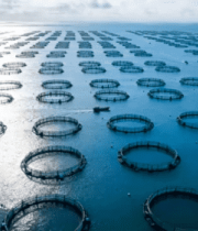 海上圆形水产养殖区俯瞰5144#横屏 