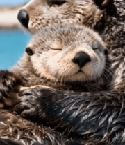 海獭母子海中亲昵互动10849#横屏 