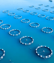 海上水产养殖网箱全景5082#横屏 