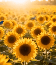 向日葵花田与飞鸟景象8367#横屏 