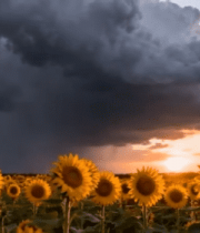 向日葵田夕阳下雷雨景象8325#横屏 