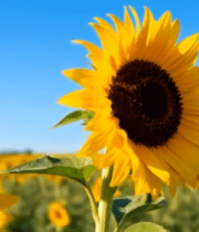 向日葵花田特写画面811#横屏 