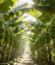 香蕉种植园景象3213#横屏 