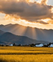 乡村稻田夕阳下的自然风光6457#横屏 