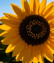 向日葵田园特写7721#横屏 