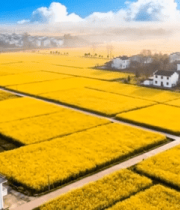 乡村田野油菜花航拍全景2305#横屏 