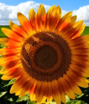 向日葵花田特写素材10686#横屏 