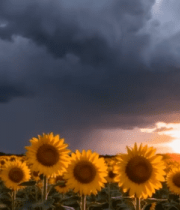 向日葵田夕阳乌云景观9130#横屏 