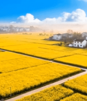 乡村油菜花田俯瞰全景4762#横屏 