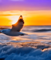 海鸥于海上夕阳下飞翔7695#横屏 