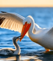 海面上鹈鹕与幼鸟互动画面4899#横屏 