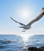 	 海鸥在海面飞翔的自然场景5208#横屏 